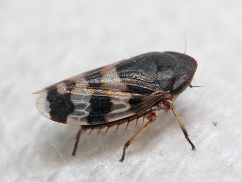 Réf. 182 868 : Anoscopus sp.